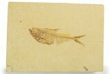 Detailed Fossil Fish (Diplomystus) - Wyoming #355681-1